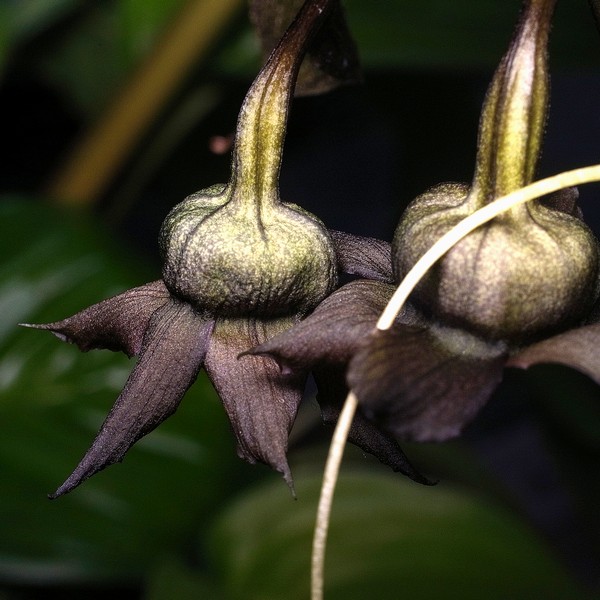 Tacca chantorieri