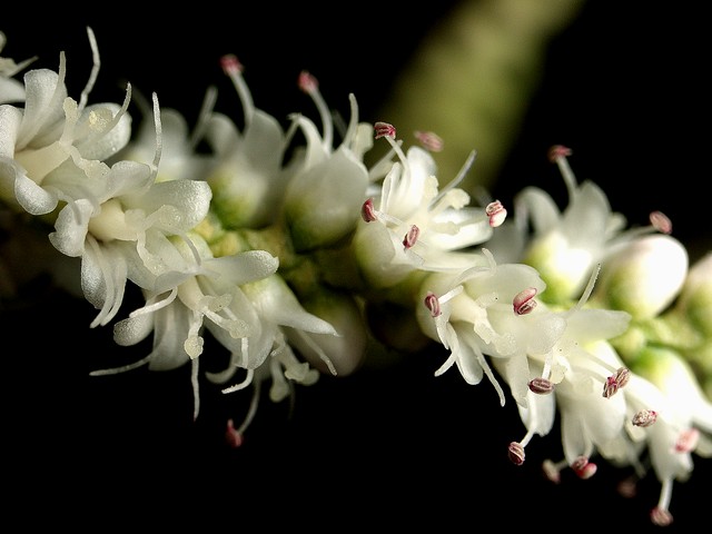 Tamarix aphylla