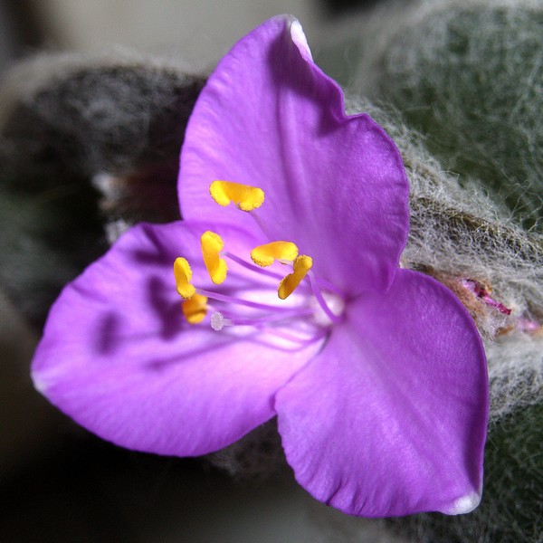 Tradescantia sillamontana