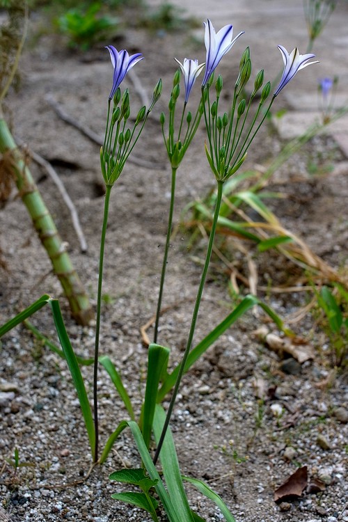 Triteleia