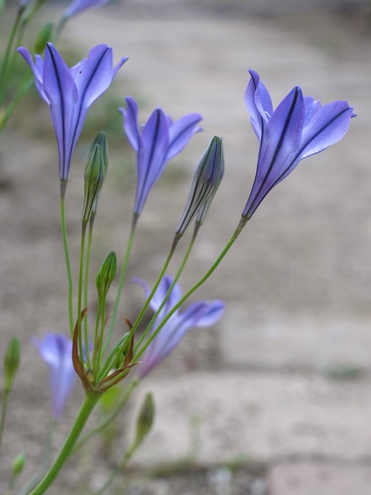 Triteleia