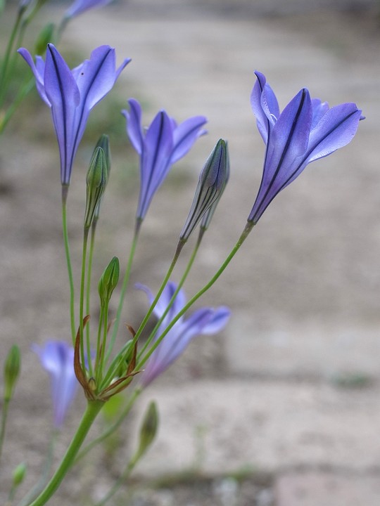 Triteleia