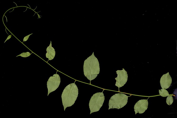 ツルウメモドキ