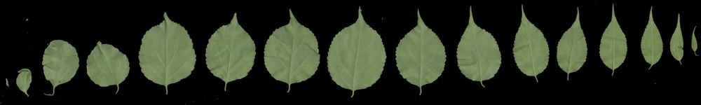 ツルウメモドキ