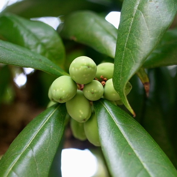 ウスギモクセイ