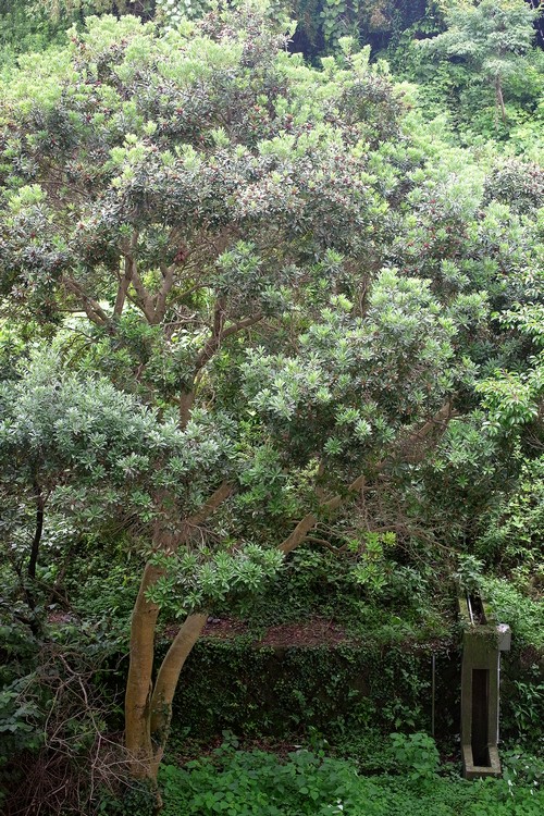 ヤマモモ