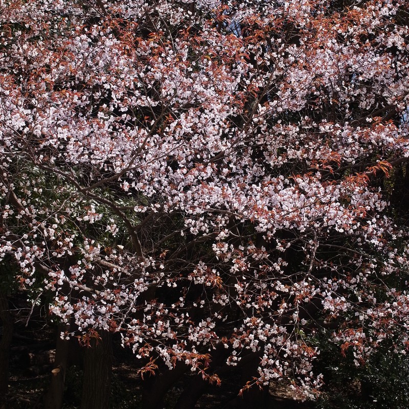 ヤマザクラ
