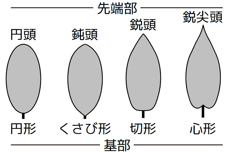 葉身形状