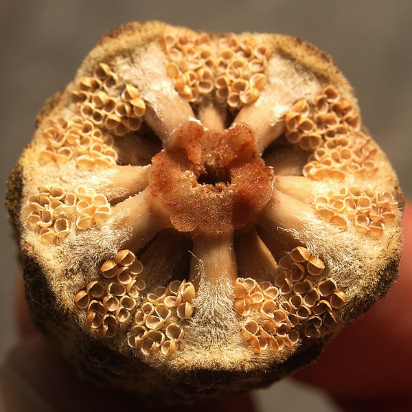 Zamia furfuracea