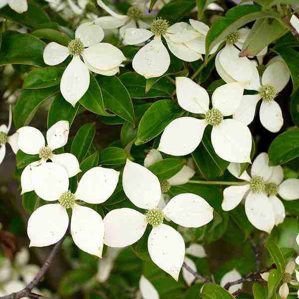 Cornus hongkongensis