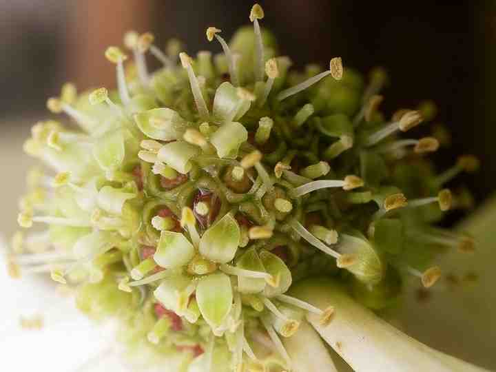 Cornus hongkongensis