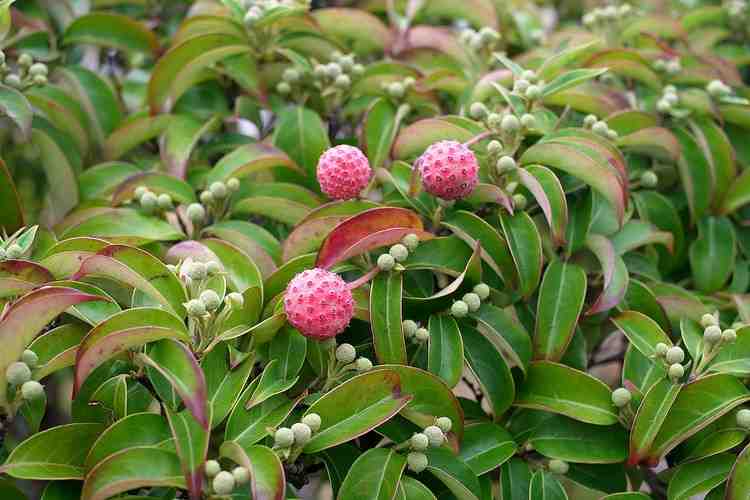 Cornus hongkongensis