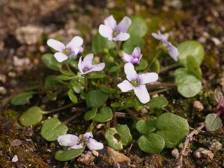 Ionopsidium acaule