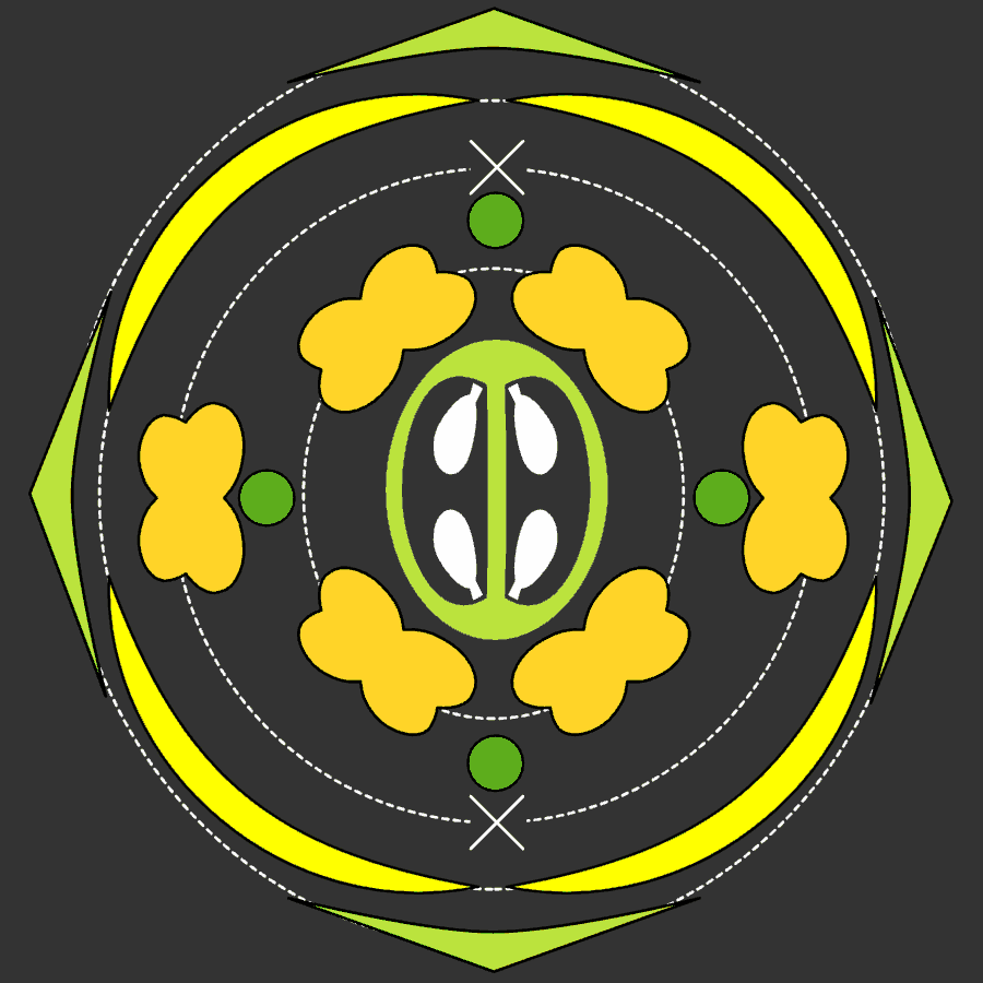 アブラナ科の花式図