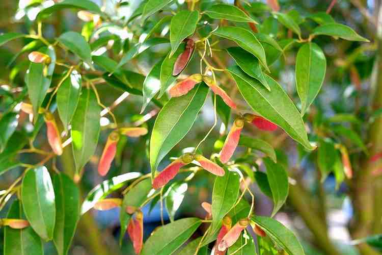 Acer fabri