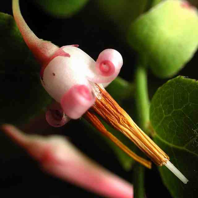 アクシバ