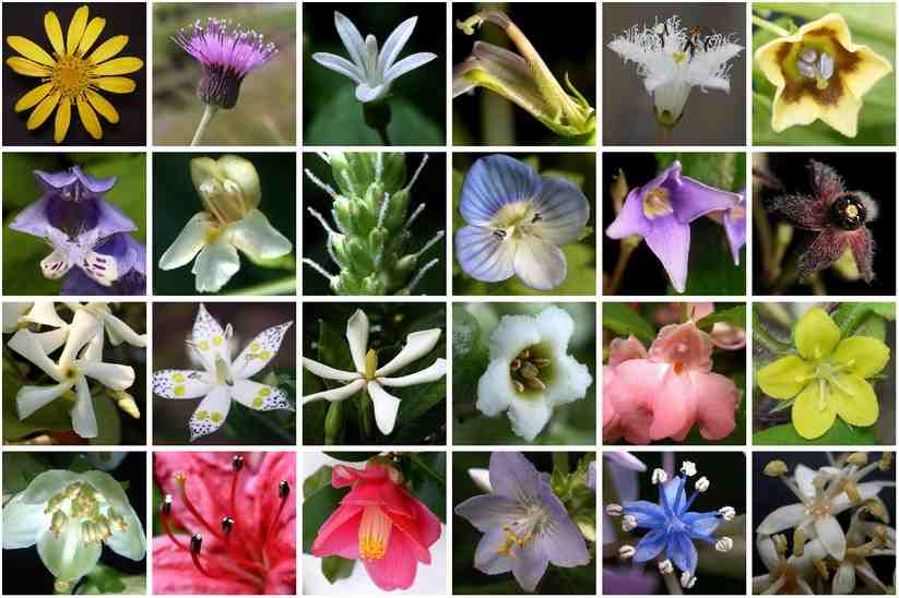 キク群の花