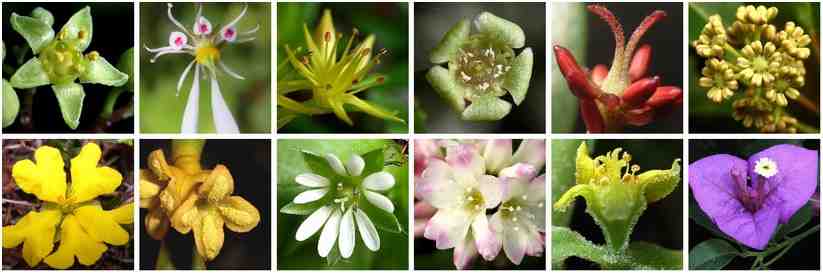 基部コア真正双子葉類の花