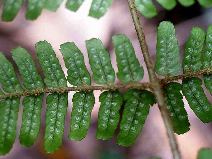 サイゴクベニシダ