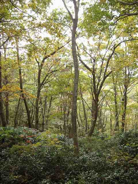 ブナ林・高坪山