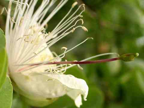 Capparis sandwichiana