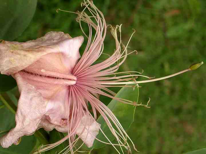 Capparis sandwichiana