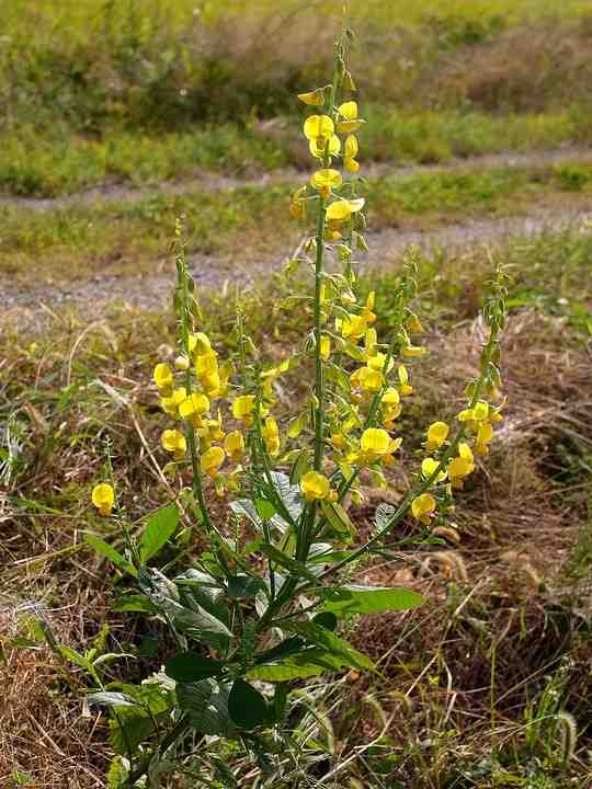 Crotalaria spectabilis