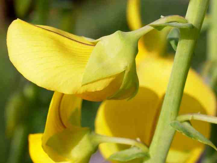 Crotalaria spectabilis