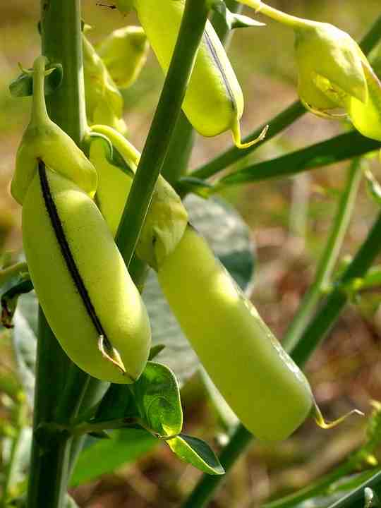 Crotalaria spectabilis