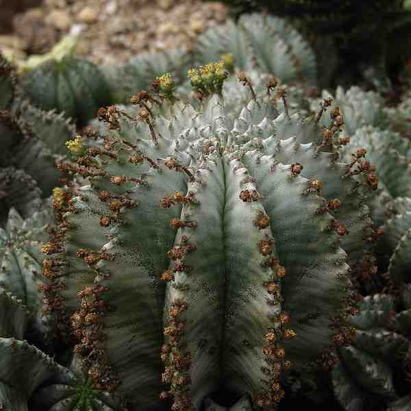 Euphorbia horrida