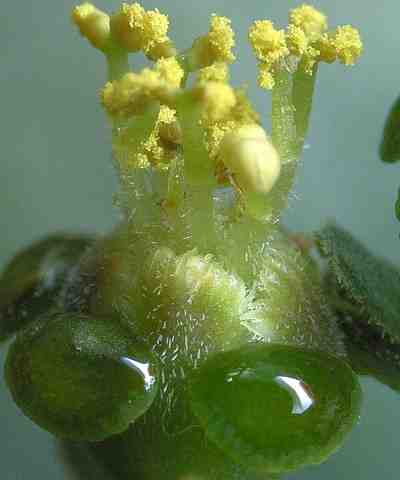 Euphorbia horrida