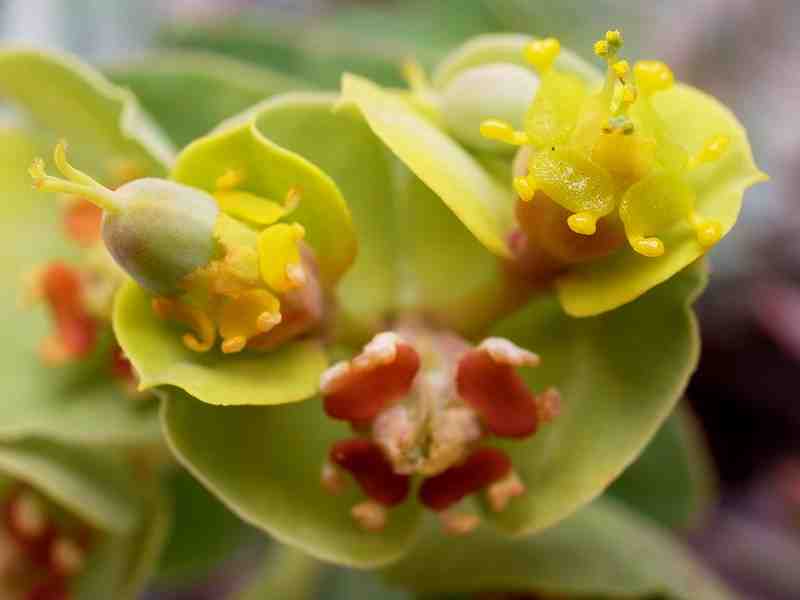 Euphorbia myrsinites