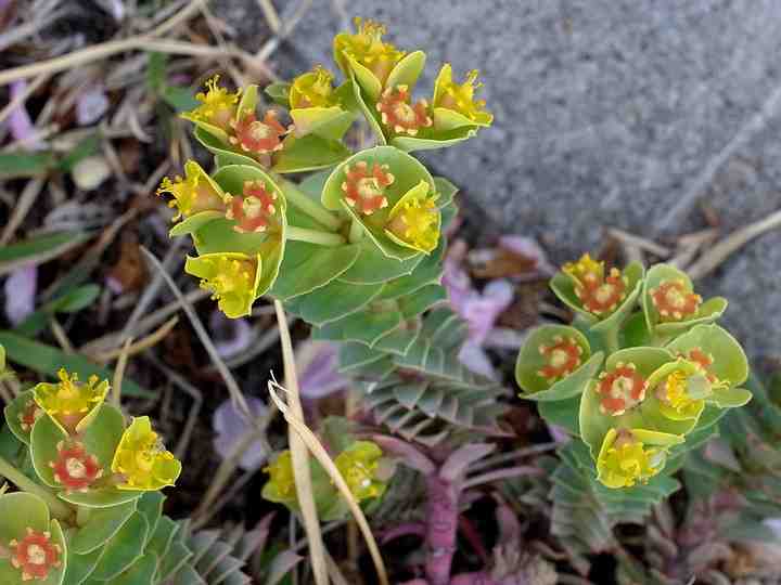 Euphorbia myrsinites