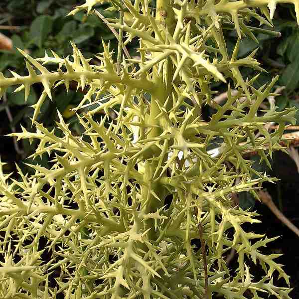 Euphorbia stenoclada