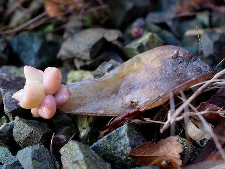Graptopetalum paraguayense (朧月)