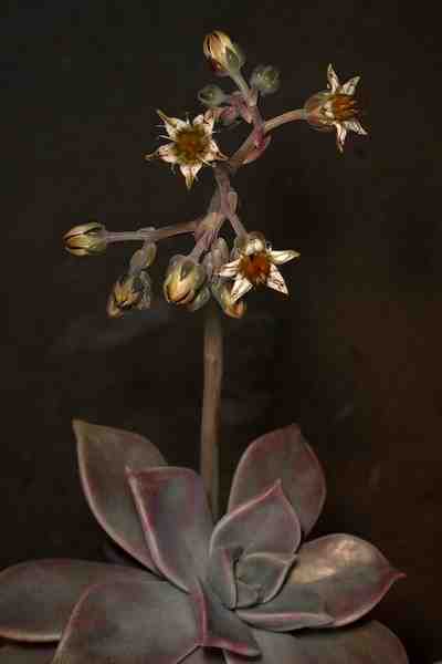 Graptopetalum paraguayense (朧月)