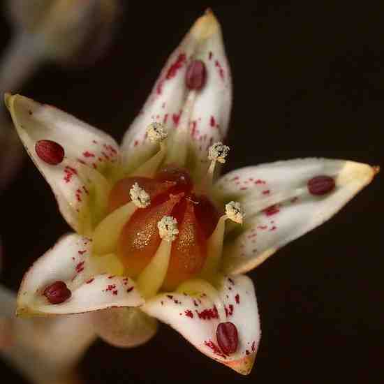 Graptopetalum paraguayense (朧月)