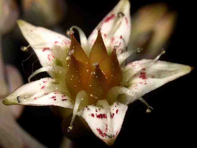 Graptopetalum paraguayense (朧月)