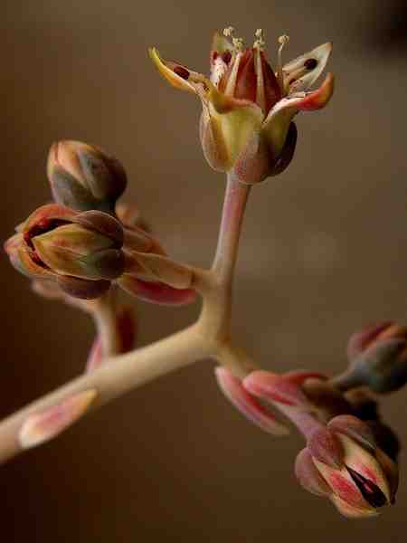 Graptopetalum paraguayense (朧月)