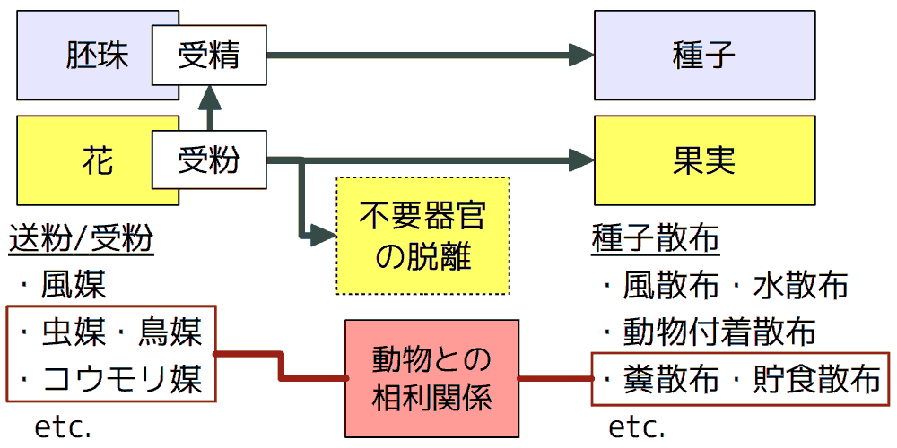 花と果実との関係模式図