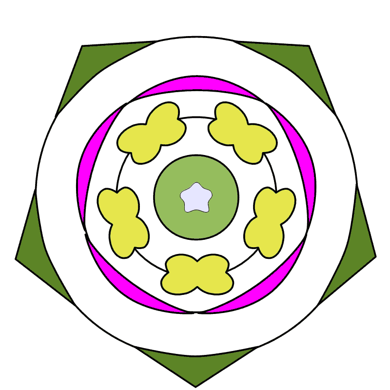花の模式図