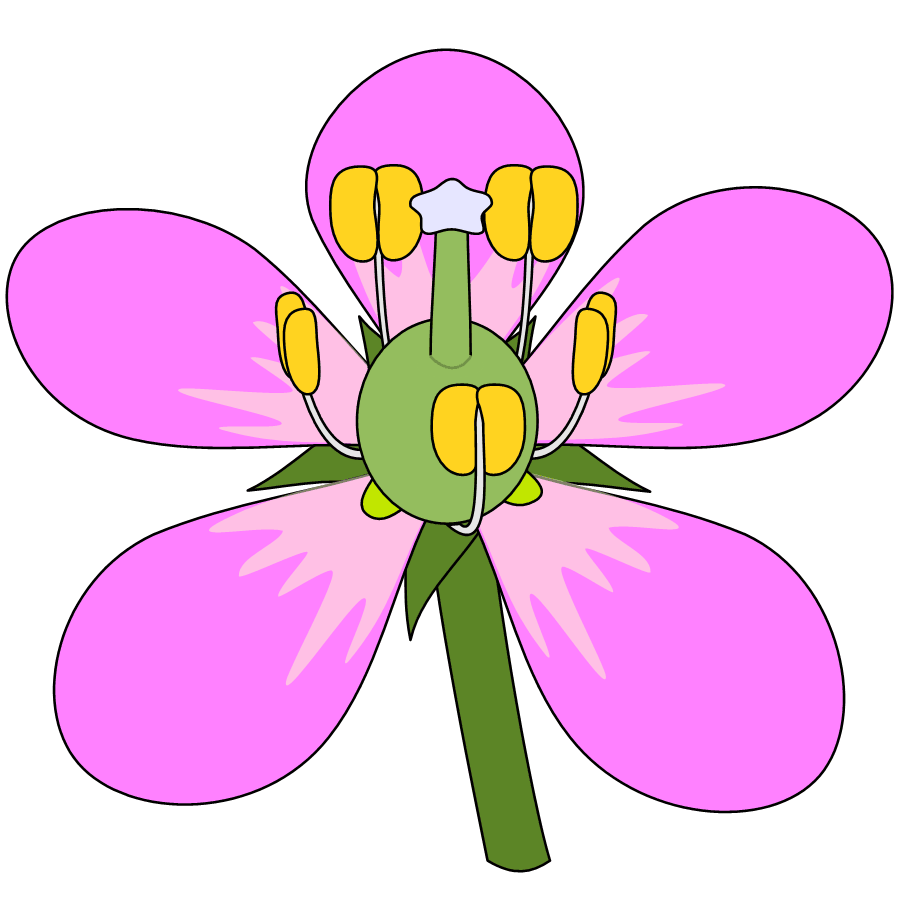 花の模式図