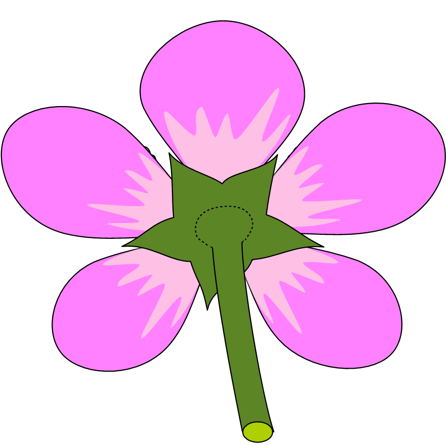 花の模式図