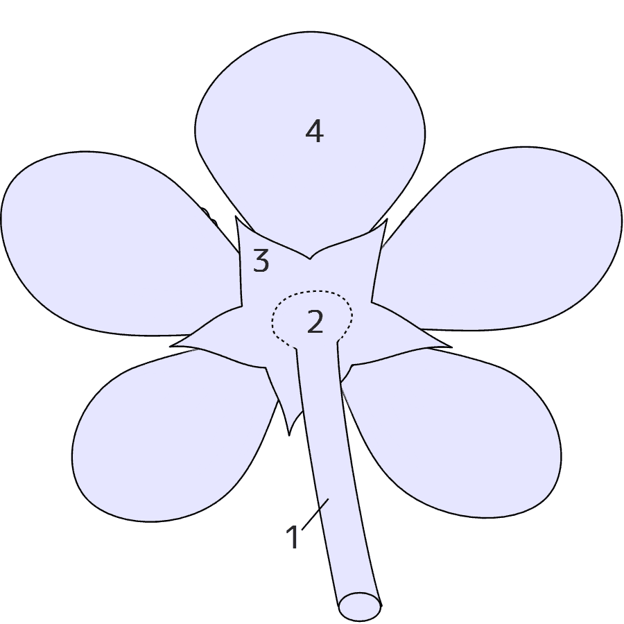 花の模式図