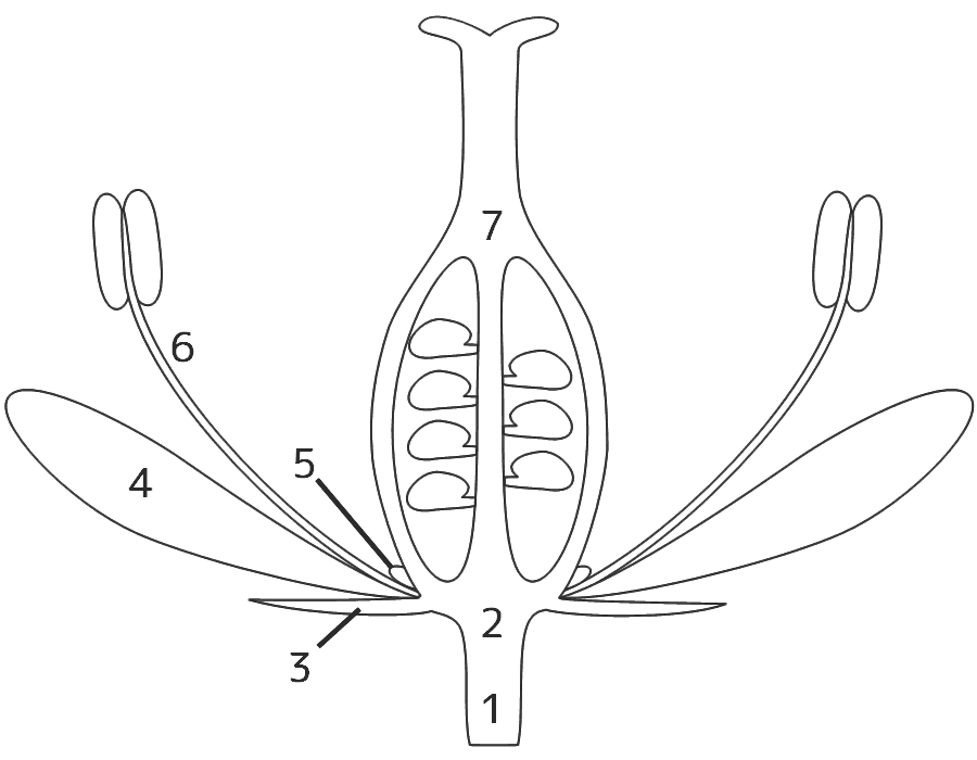 花の模式図