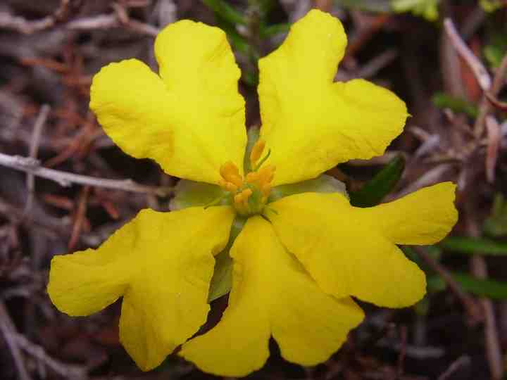 Hibbertia pedunculata