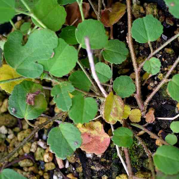 Hibiscus lobatus