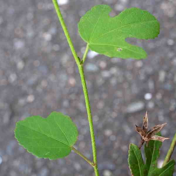 Hibiscus lobatus