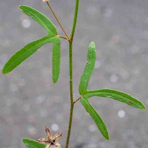 Hibiscus lobatus