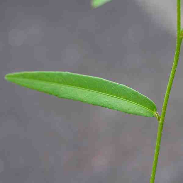 Hibiscus lobatus